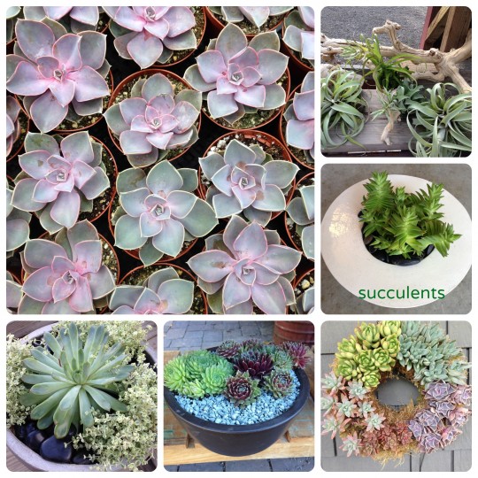 Succulents